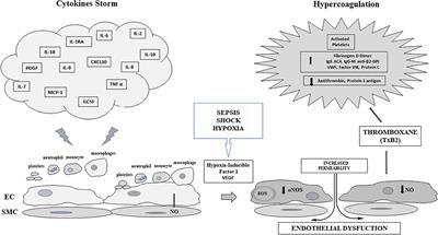 COVID-19 Sepsis and Microcirculation Dysfunction